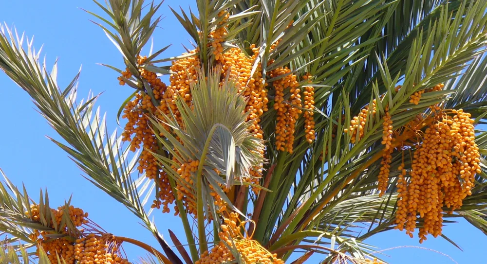 Kurma Ajwa Madinah: Provenans, Terroir Harrat & Kebun Kurma yang Diziarahi