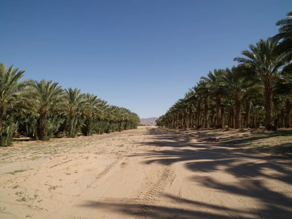 Kurma Ajwa asli dari Madinah